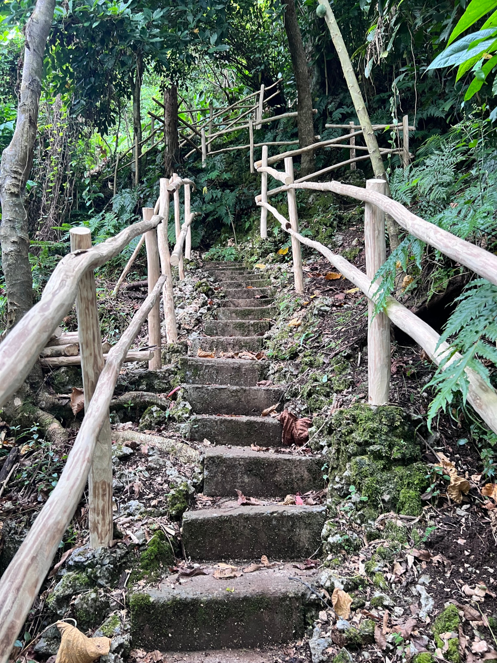 Walking through cocoa at Freshwater Plantation