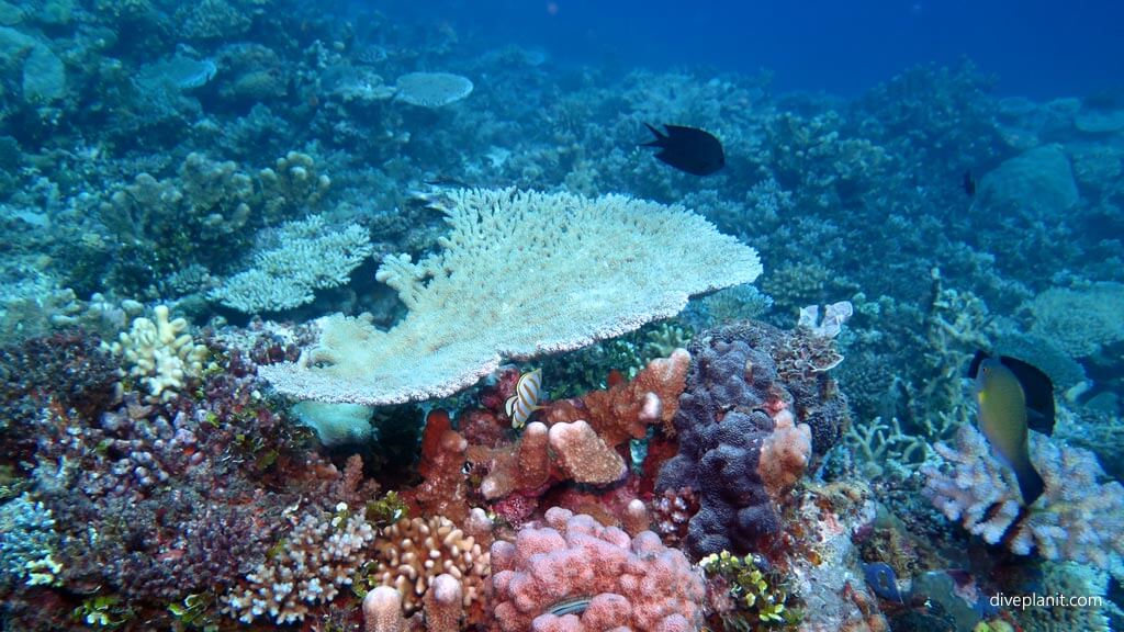 Suggested image: reef-snorkelling-01.jpg